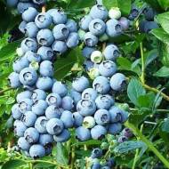 Саженец Голубика Норд Кантри в контейнере